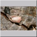 Rhaphigaster nebulosa - Graue Feldwanze - Wanzenschupf 01a.jpg